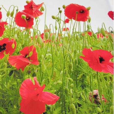 Атлас стрейч Linda Маки на зеленом