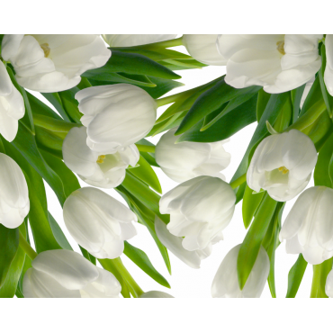 Праздничная скатерть с Тюльпанами