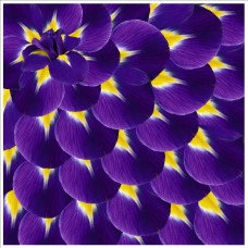 Стрейч атлас с принтом Ирисы