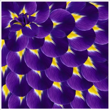 Стрейч атлас с принтом Ирисы